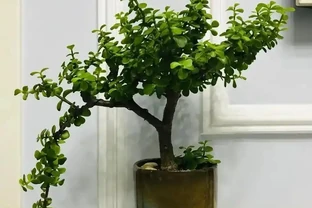 養花別光澆水，記住施肥口訣，根肥葉綠開花多