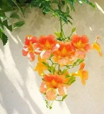 耐熱又耐寒的花卉品種推薦,哪一款是你喜歡的型別呢?