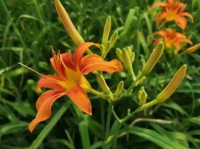 耐熱又耐寒的花卉品種推薦,哪一款是你喜歡的型別呢?