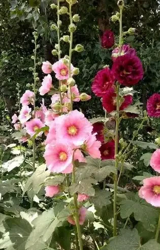 耐熱又耐寒的花卉品種推薦,哪一款是你喜歡的型別呢?