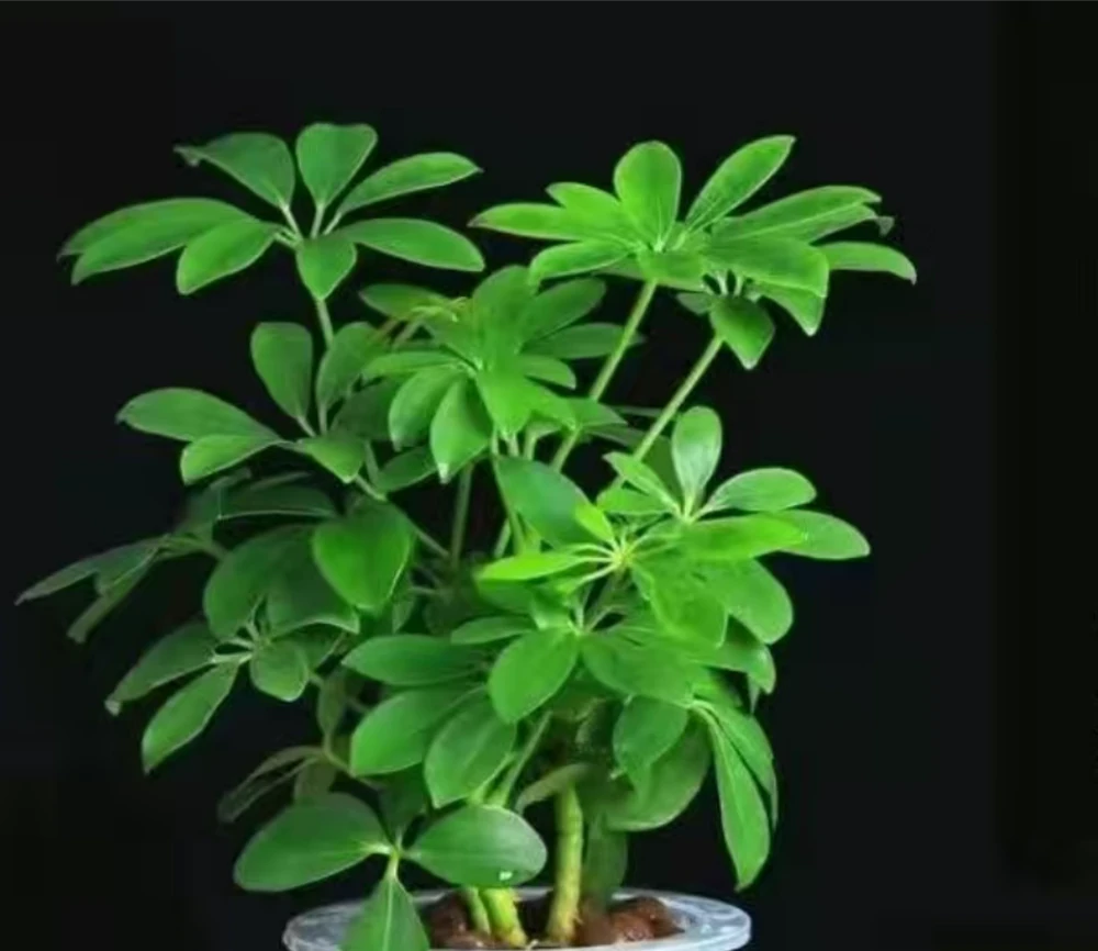 鴨腳木怎麼養?4個方法教會你,養好了葉片碧綠又旺家