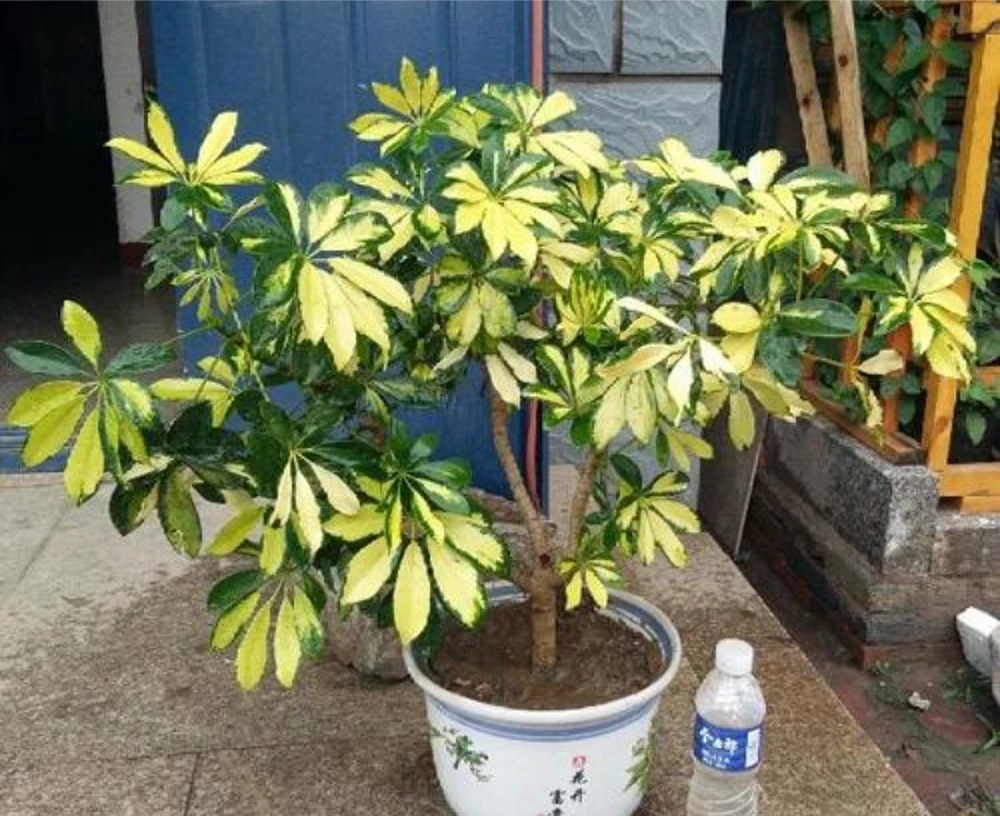 鴨腳木怎麼養?4個方法教會你,養好了葉片碧綠又旺家