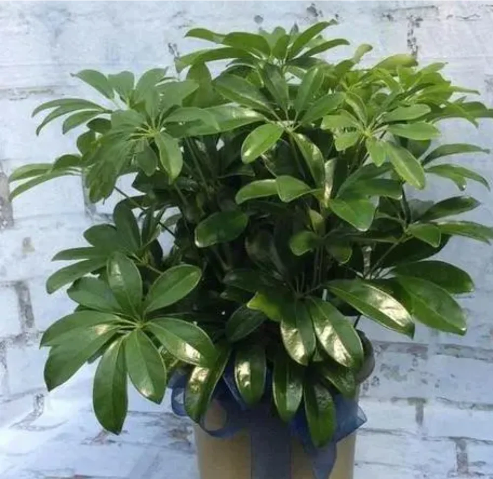 鴨腳木怎麼養?4個方法教會你,養好了葉片碧綠又旺家