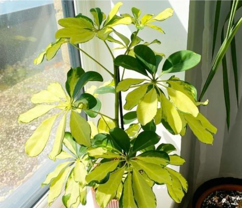鴨腳木怎麼養?4個方法教會你,養好了葉片碧綠又旺家