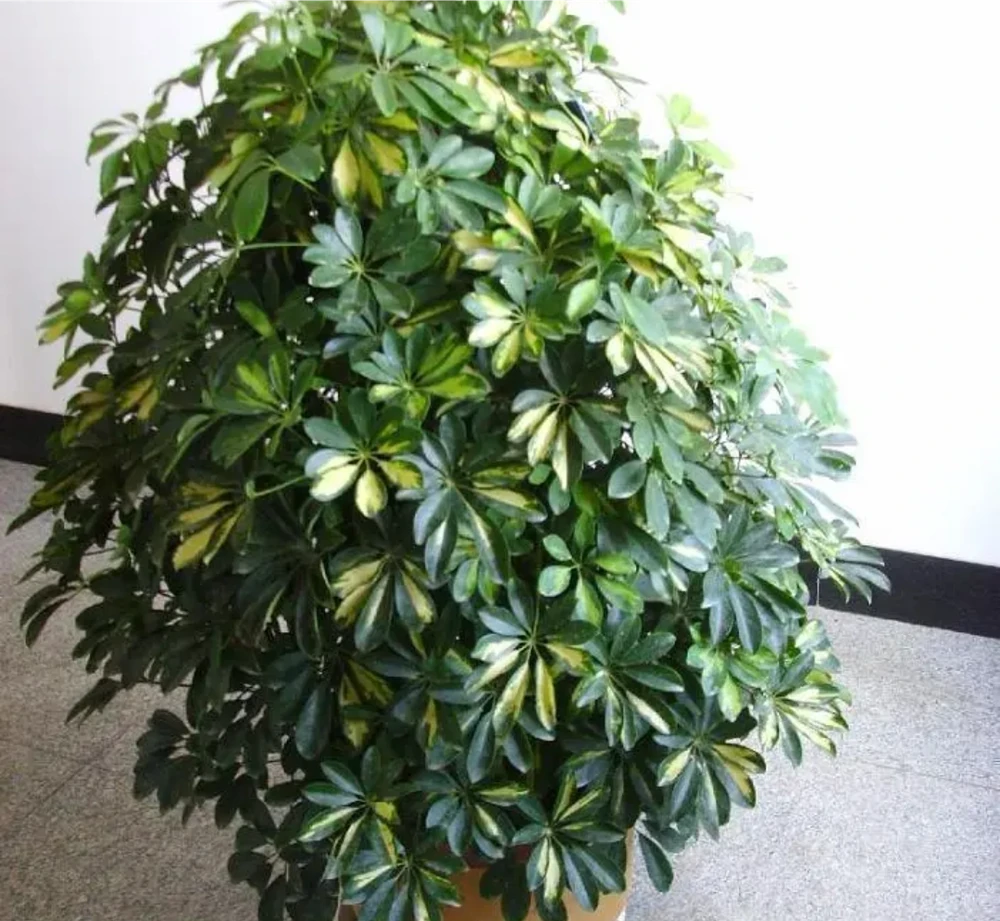 鴨腳木怎麼養?4個方法教會你,養好了葉片碧綠又旺家