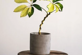 鴨腳木怎麼養？4個方法教會你，養好了葉片碧綠又旺家