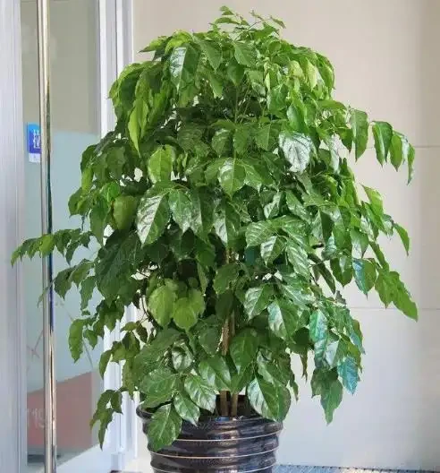 幸福樹真的有這麼難養嗎?教你幾招養好幸福樹,長得枝繁葉茂