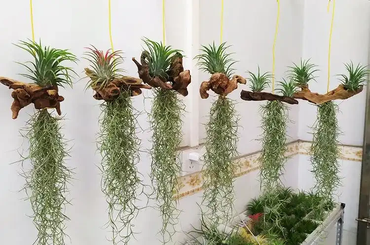 6種花不怕臭,衛生間一放,臭屁吸光光,葉子油綠,護人健康