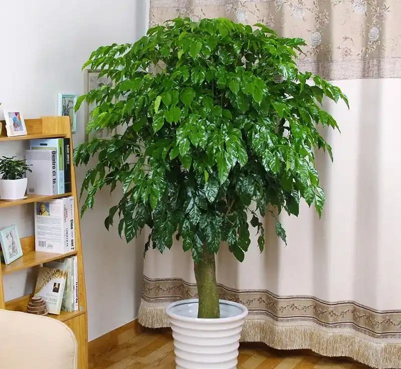 幸福樹真的有這麼難養嗎?教你幾招養好幸福樹,長得枝繁葉茂