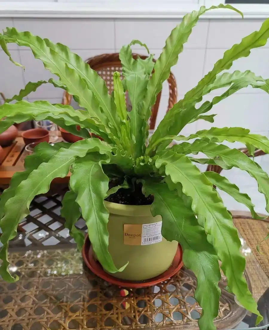 6種花不怕臭,衛生間一放,臭屁吸光光,葉子油綠,護人健康