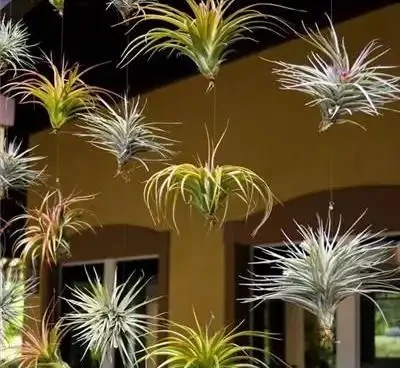 6種花不怕臭,衛生間一放,臭屁吸光光,葉子油綠,護人健康