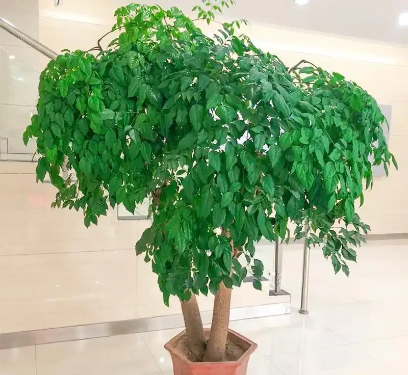 幸福樹真的有這麼難養嗎?教你幾招養好幸福樹,長得枝繁葉茂