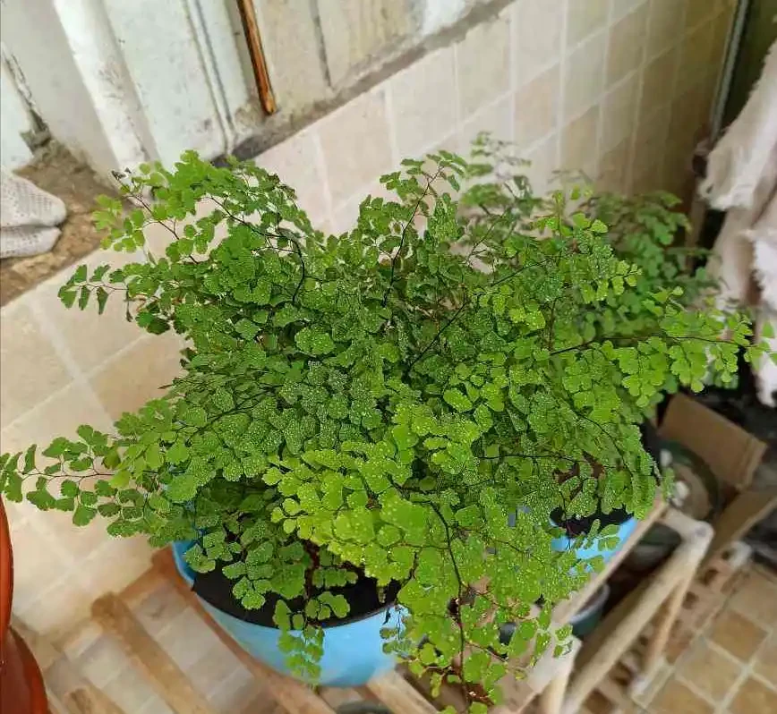 6種花不怕臭,衛生間一放,臭屁吸光光,葉子油綠,護人健康