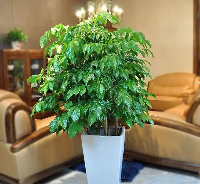 幸福樹真的有這麼難養嗎?教你幾招養好幸福樹,長得枝繁葉茂