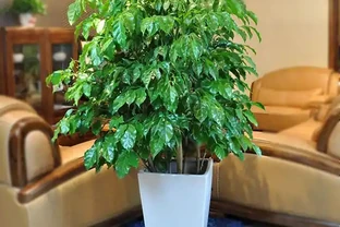 幸福樹真的有這麼難養嗎？教你幾招養好幸福樹，長得枝繁葉茂