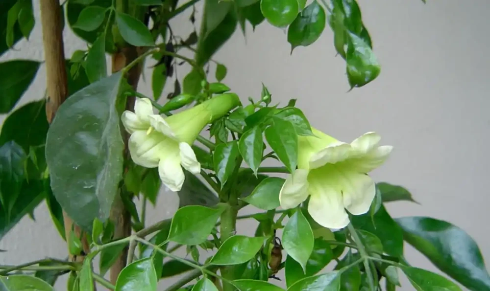 老人常說，5種植物，開花屬「意外」，都是「好兆頭」