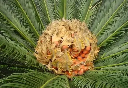 老人常說，5種植物，開花屬「意外」，都是「好兆頭」