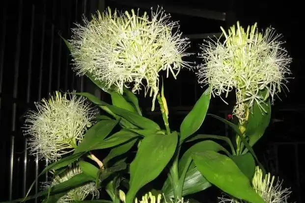 老人常說，5種植物，開花屬「意外」，都是「好兆頭」