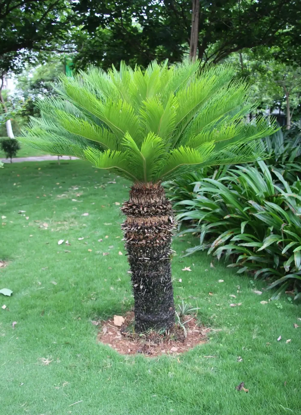老人常說，5種植物，開花屬「意外」，都是「好兆頭」