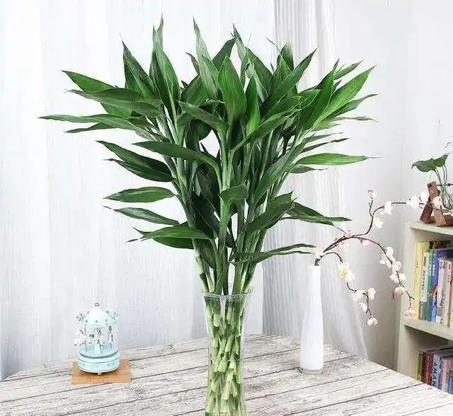 老人常說，5種植物，開花屬「意外」，都是「好兆頭」