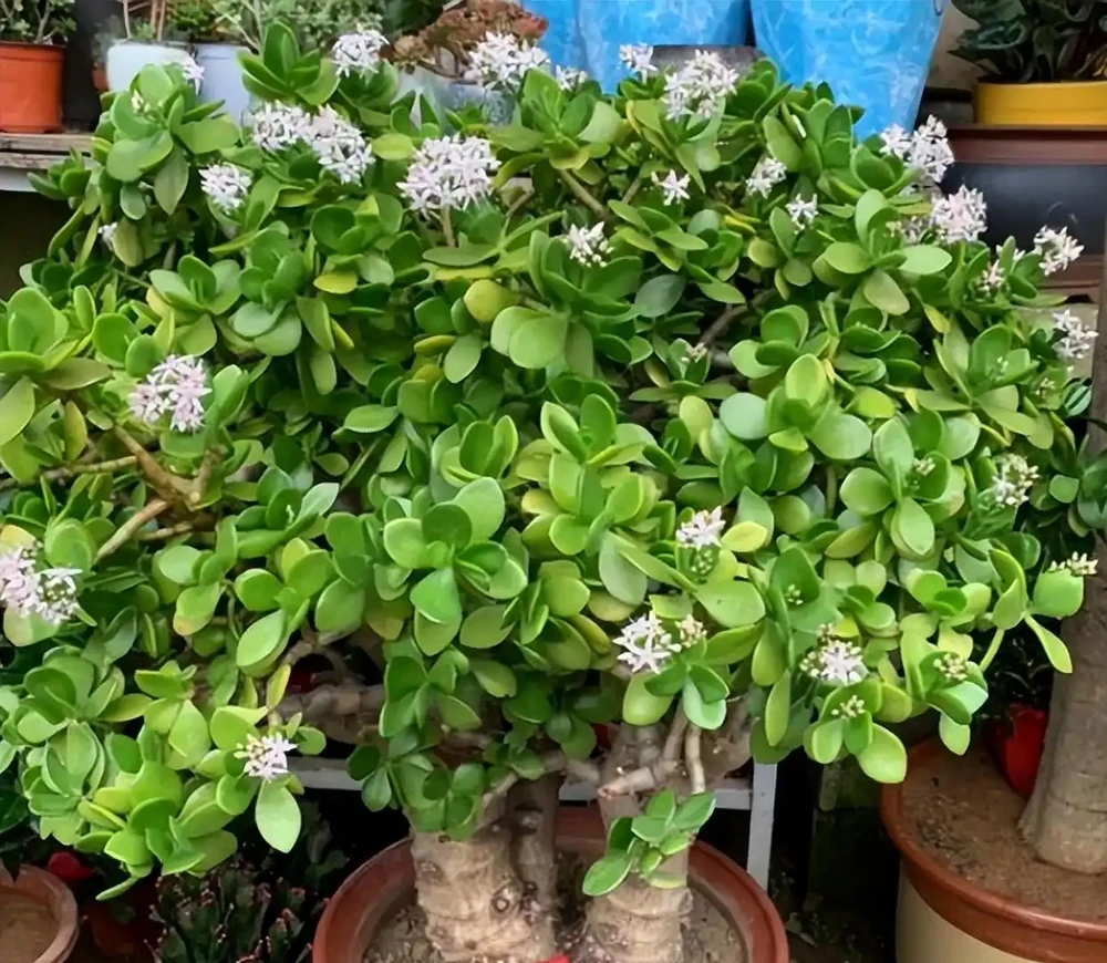 老人常說，5種植物，開花屬「意外」，都是「好兆頭」