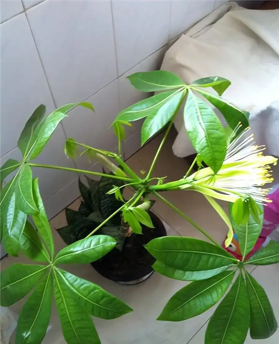 老人常說，5種植物，開花屬「意外」，都是「好兆頭」