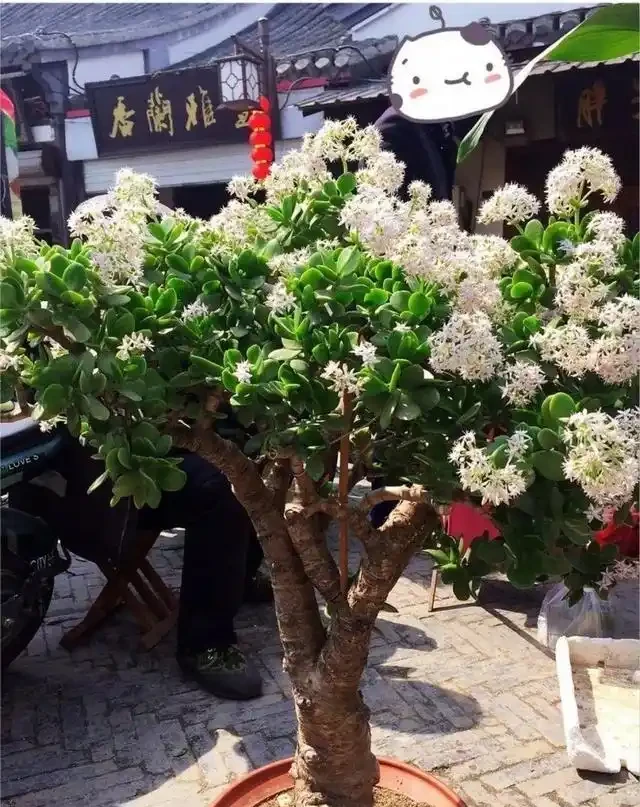 老人常說，5種植物，開花屬「意外」，都是「好兆頭」