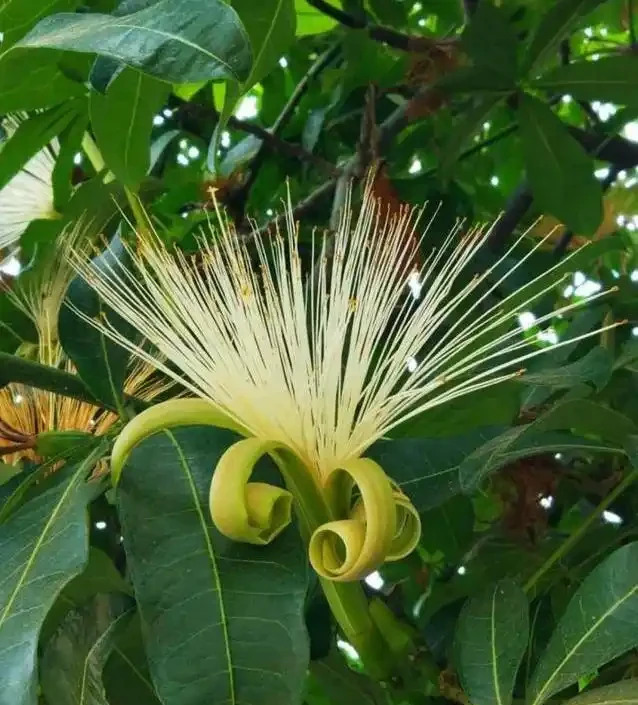 老人常說，5種植物，開花屬「意外」，都是「好兆頭」