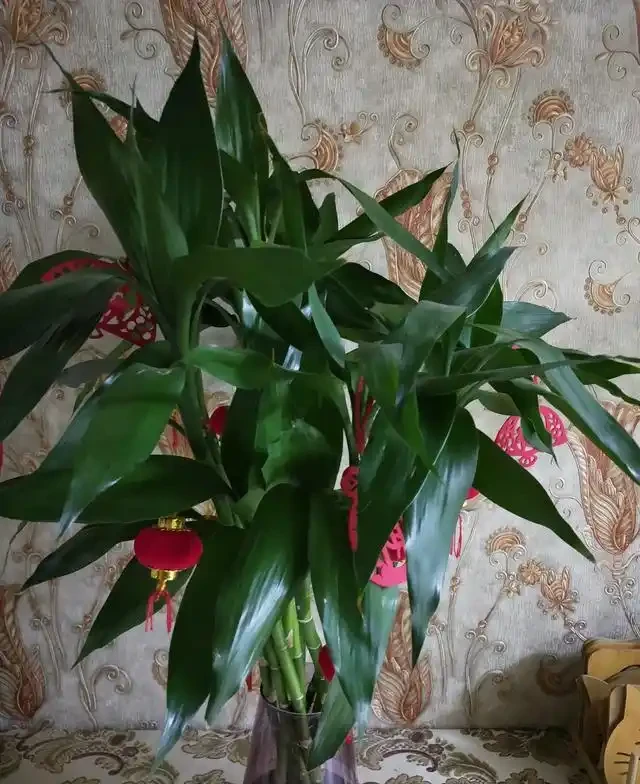 老人常說，5種植物，開花屬「意外」，都是「好兆頭」