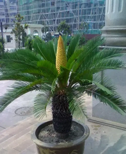 老人常說，5種植物，開花屬「意外」，都是「好兆頭」