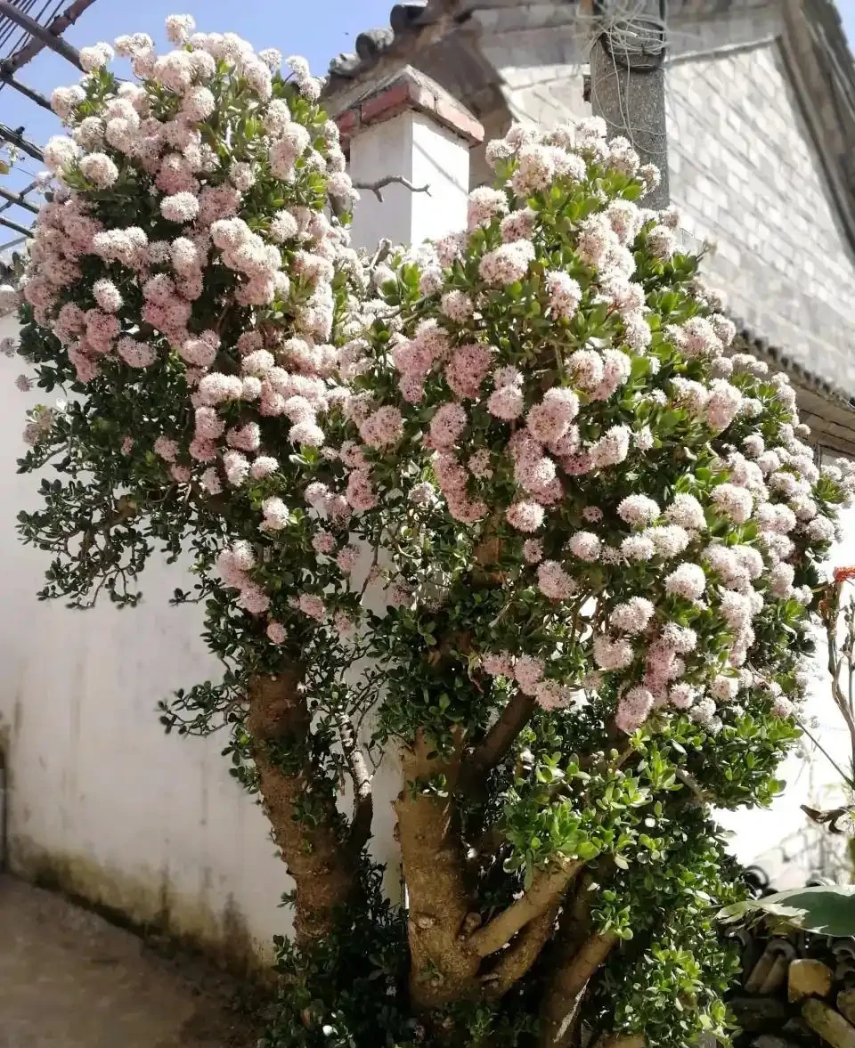 老人常說，5種植物，開花屬「意外」，都是「好兆頭」