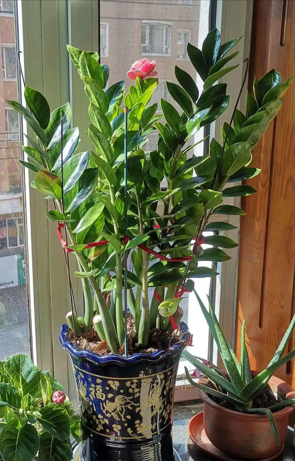 老人常說，5種植物，開花屬「意外」，都是「好兆頭」