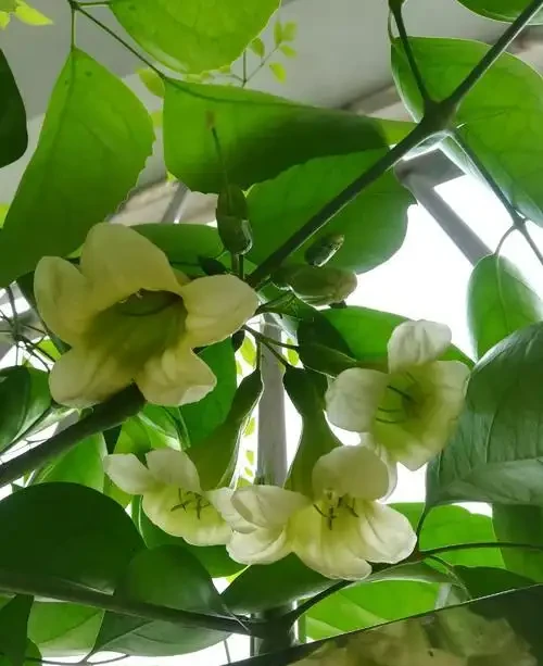 老人常說，5種植物，開花屬「意外」，都是「好兆頭」