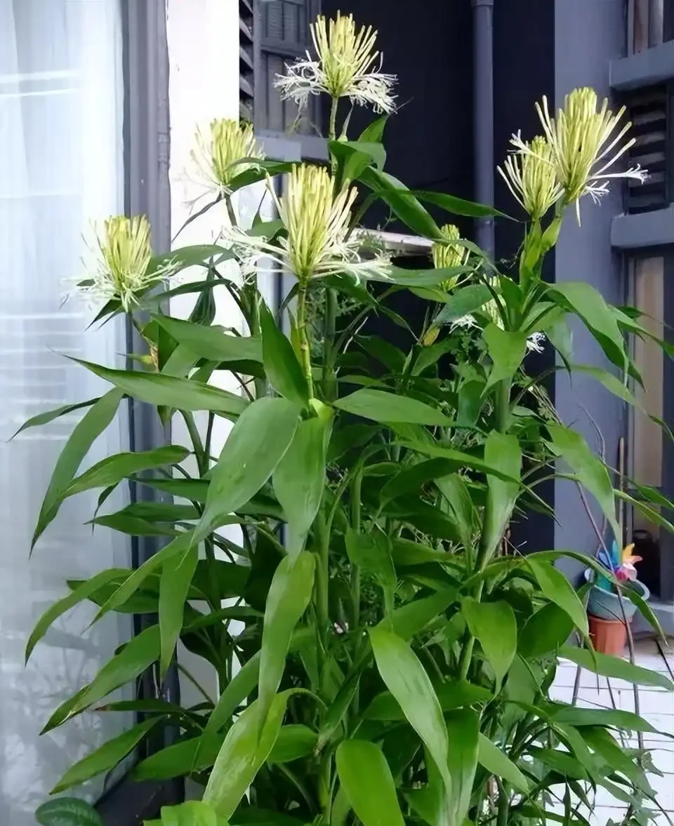 老人常說，5種植物，開花屬「意外」，都是「好兆頭」