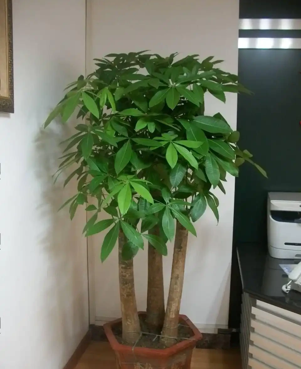 老人常說，5種植物，開花屬「意外」，都是「好兆頭」
