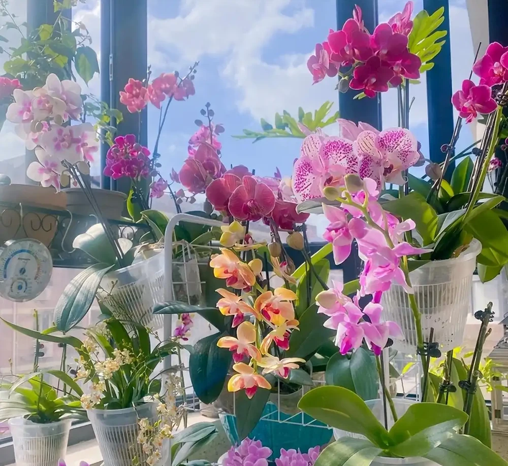 老人常說，5種植物，開花屬「意外」，都是「好兆頭」