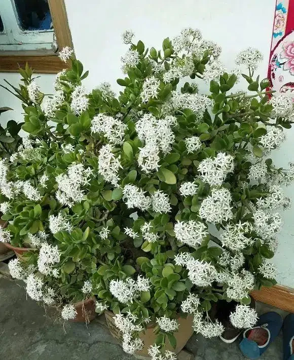 老人常說，5種植物，開花屬「意外」，都是「好兆頭」