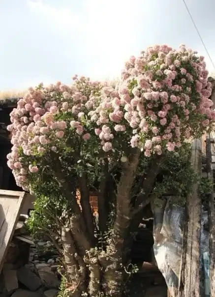 老人常說，5種植物，開花屬「意外」，都是「好兆頭」