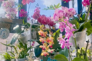 老人常說，5種植物，開花屬「意外」，都是「好兆頭」