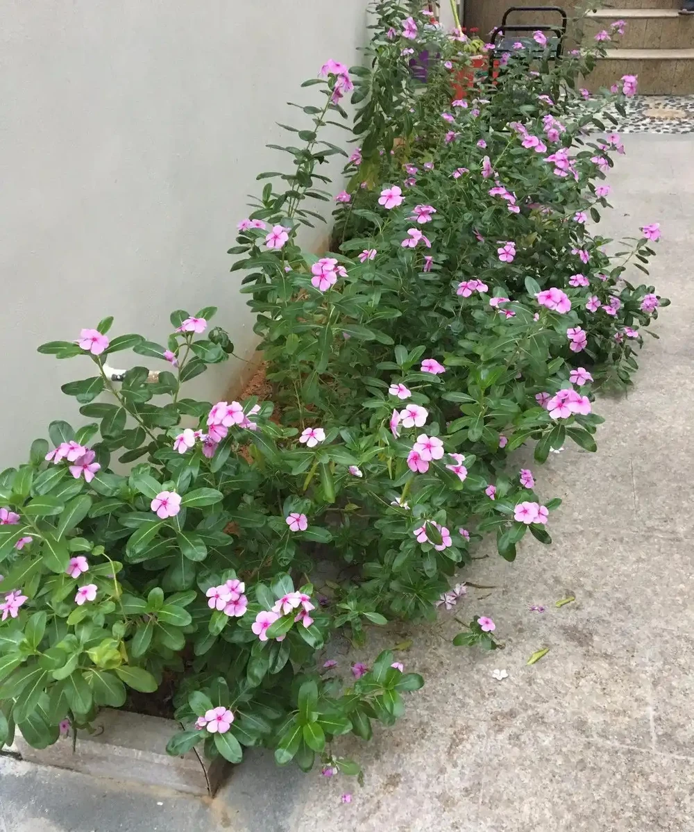 6種「永久花」,365天開花不停,又美又便宜,適合新手養