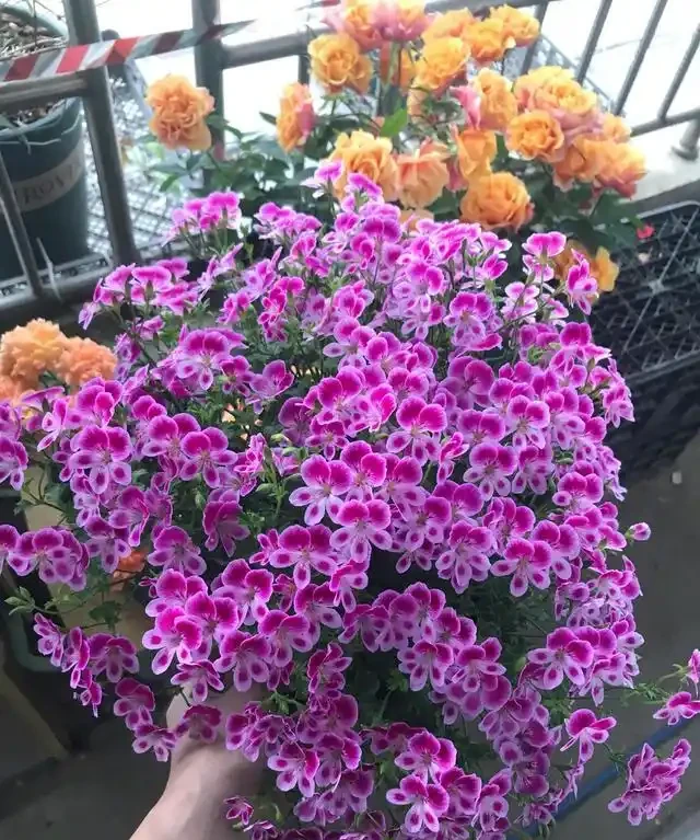 6種「永久花」,365天開花不停,又美又便宜,適合新手養
