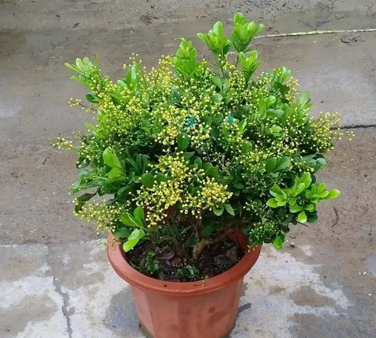 6種「永久花」,365天開花不停,又美又便宜,適合新手養