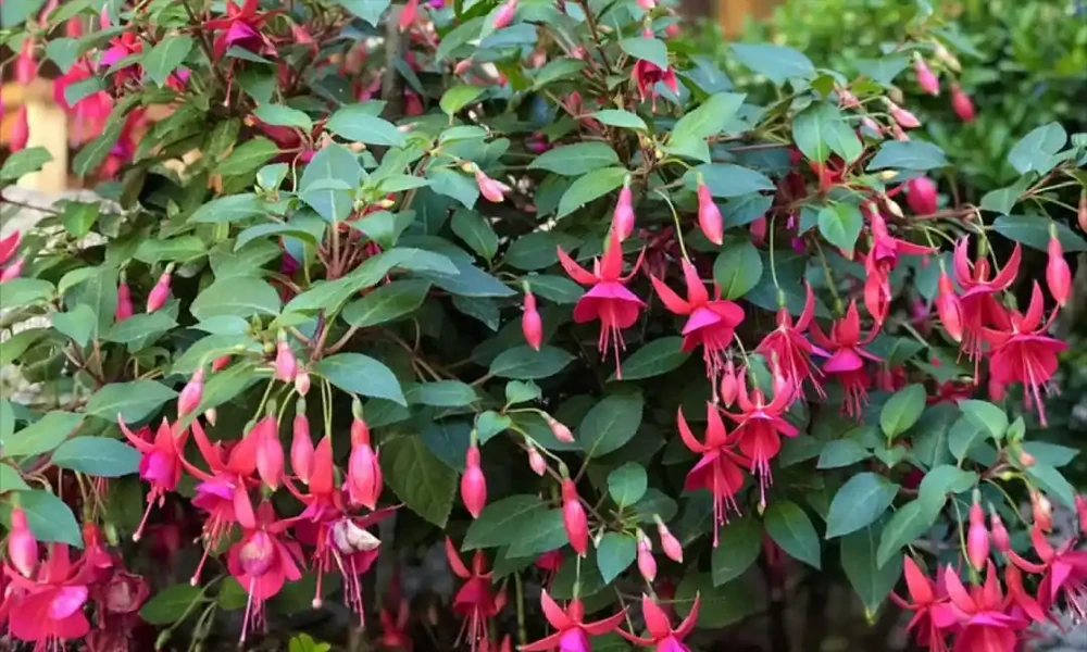 6種「永久花」,365天開花不停,又美又便宜,適合新手養