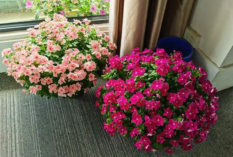 6種「永久花」,365天開花不停,又美又便宜,適合新手養