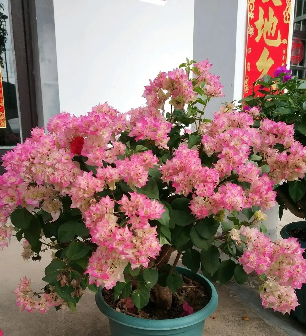 6種「永久花」,365天開花不停,又美又便宜,適合新手養