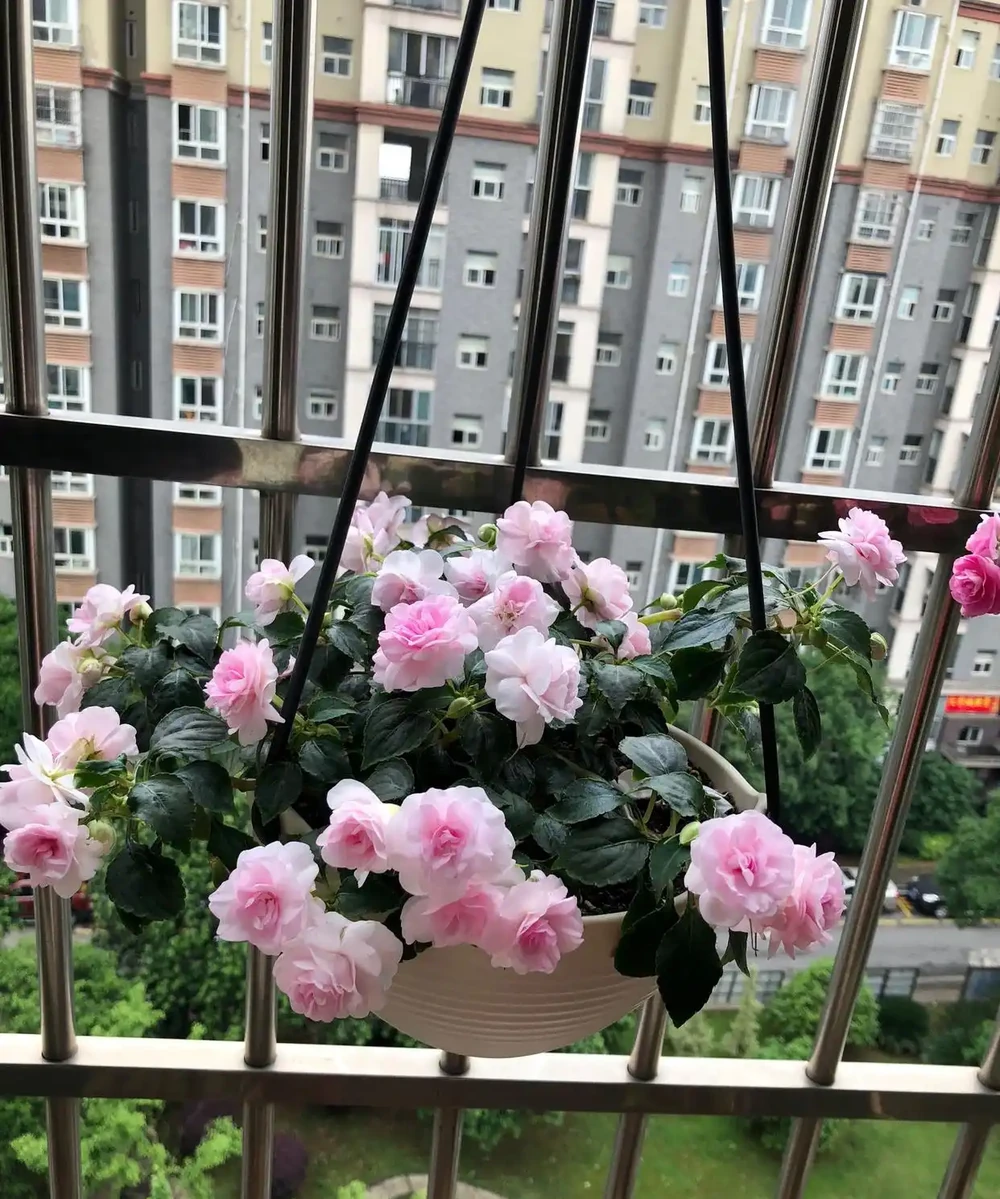 6種「永久花」,365天開花不停,又美又便宜,適合新手養