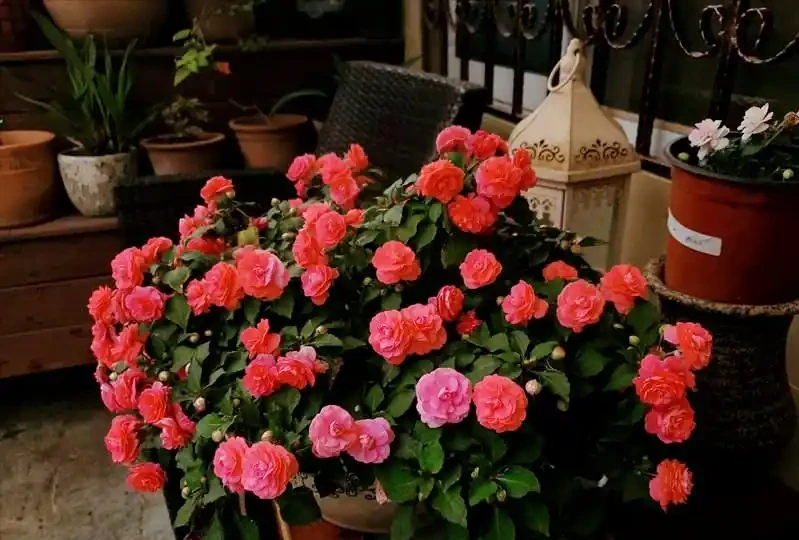 6種「永久花」,365天開花不停,又美又便宜,適合新手養