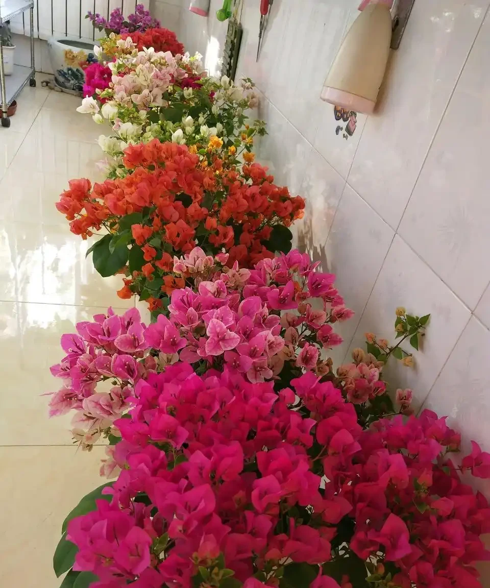 6種「永久花」，365天開花不停，又美又便宜，適合新手養