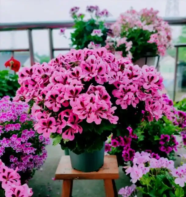 6種「永久花」,365天開花不停,又美又便宜,適合新手養