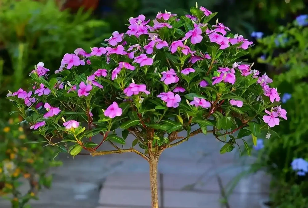 6種「永久花」,365天開花不停,又美又便宜,適合新手養